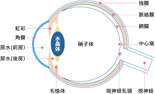 眼構造図